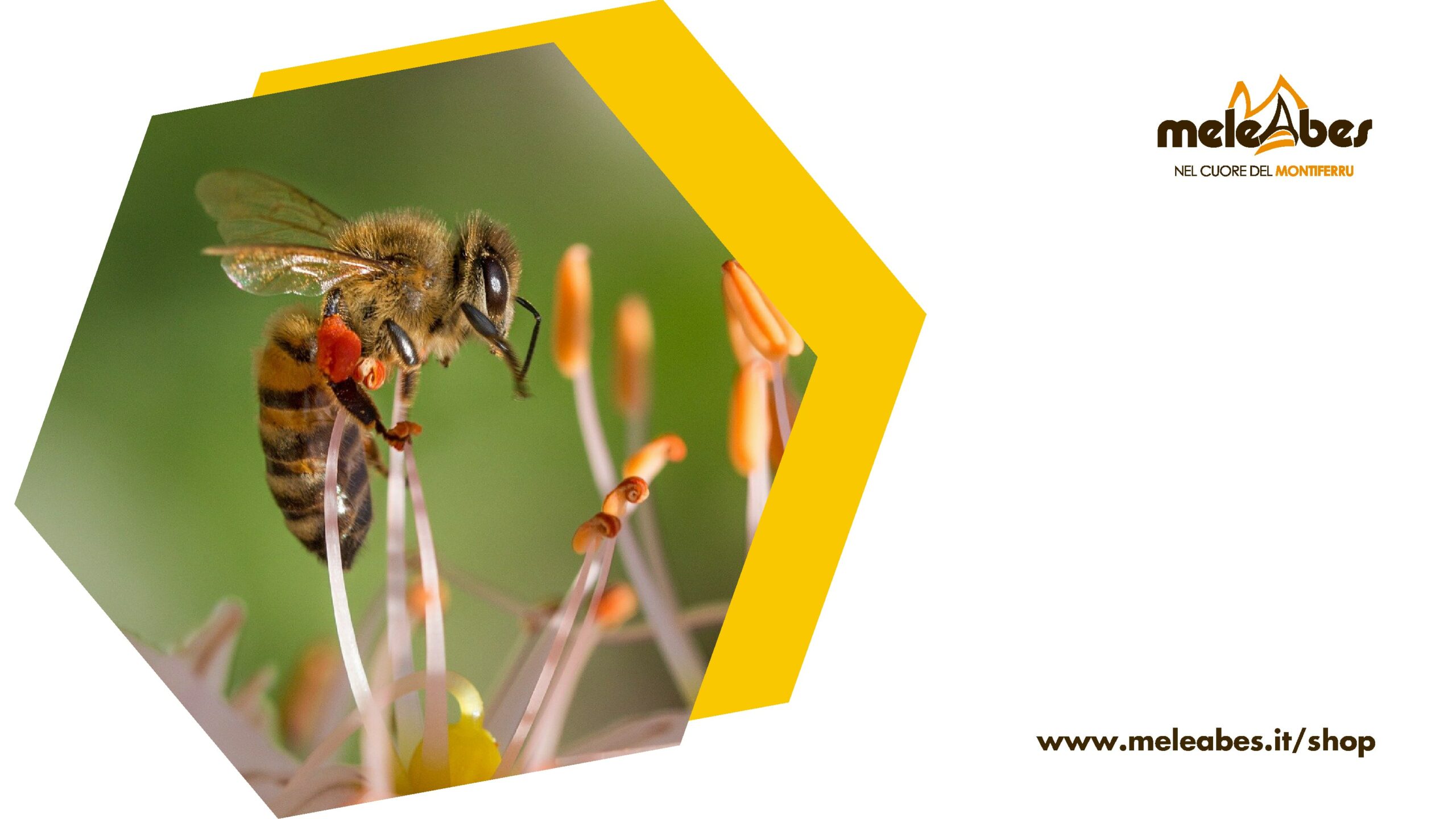 Quali Api Fanno Il Miele Meleabes